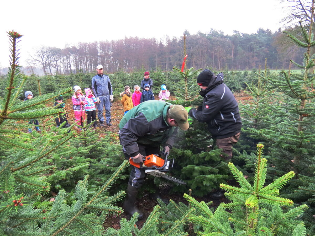 Tannenbaum schlagen